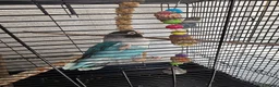 Lovebirds birds for sale: Love birds breeding pairs beautiful birds  - Advert 5