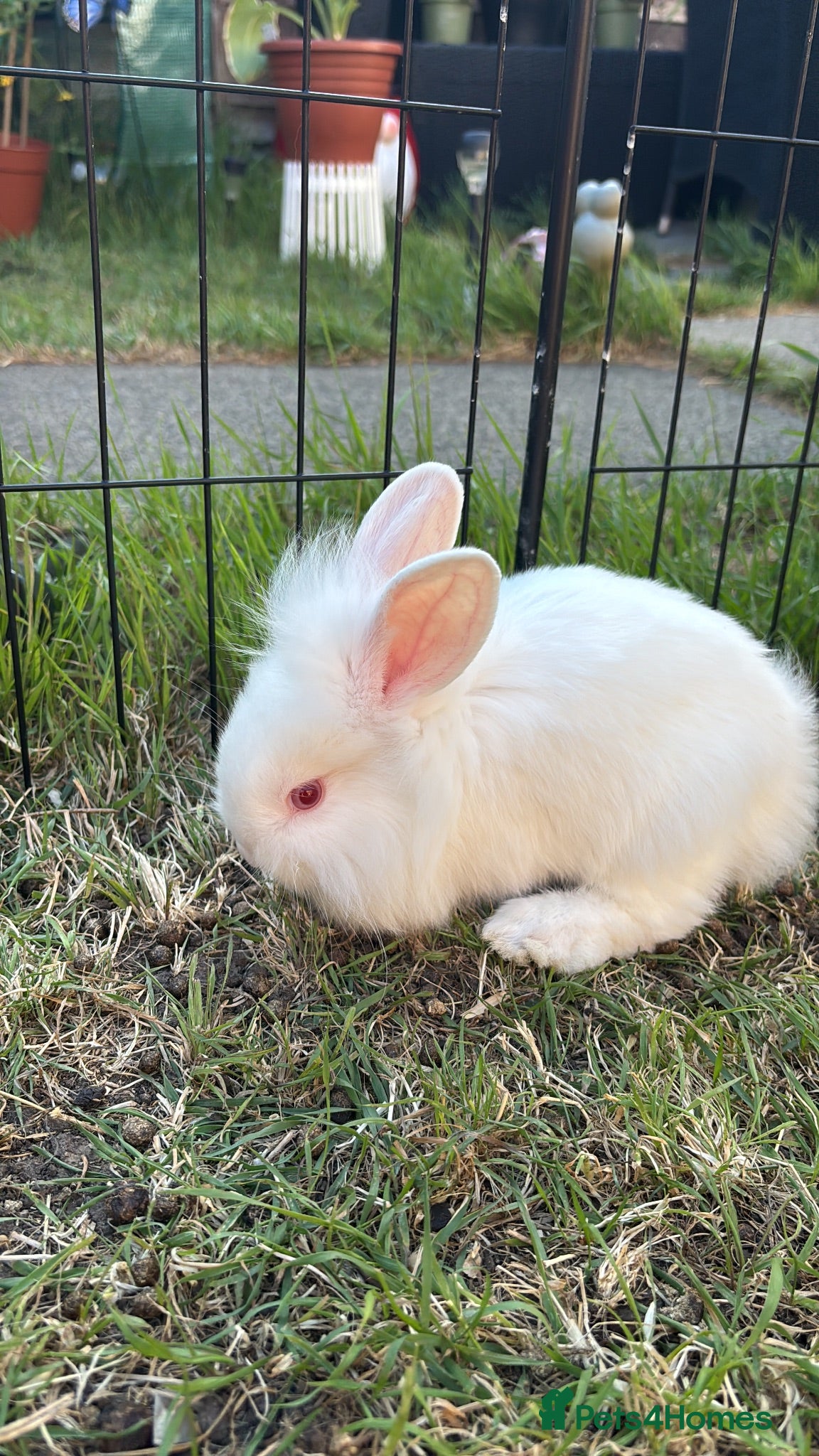 Lionhead rabbits Double mane lionhead  - Advert 9