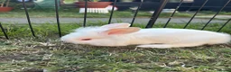 Lionhead rabbits for sale: Double mane lionhead  - Advert 1