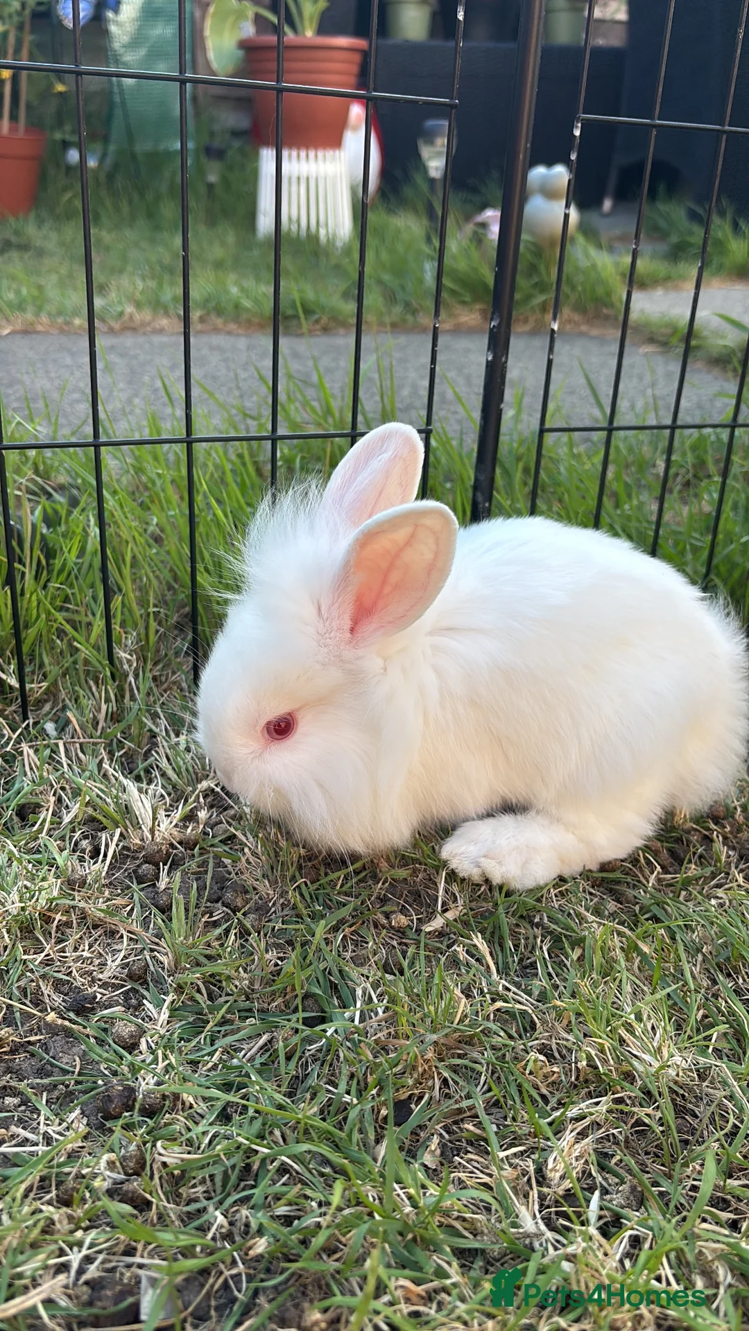 Lionhead rabbits for sale: Double mane lionhead  - Advert 1