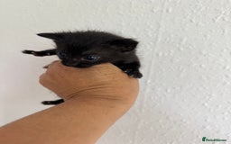 Bengal cats for sale: 4 pure bangal and 5 bengal x kittens - Image 10