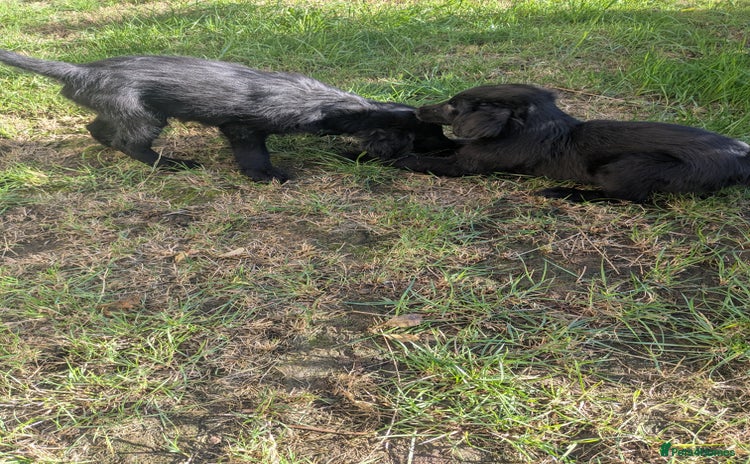 Flat coated Retriever dogs - Advert 1