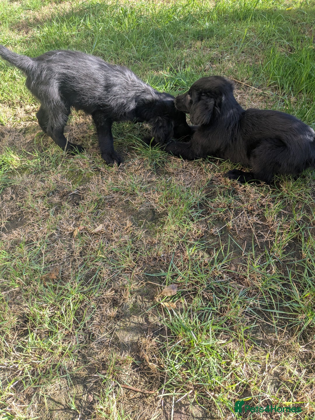 Flat coated Retriever dogs for sale: Flatcoated Retriever puppies  - Image 2
