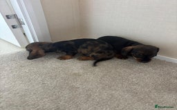 Dachshund dogs for sale: Adorable dachshund puppies - Image 9