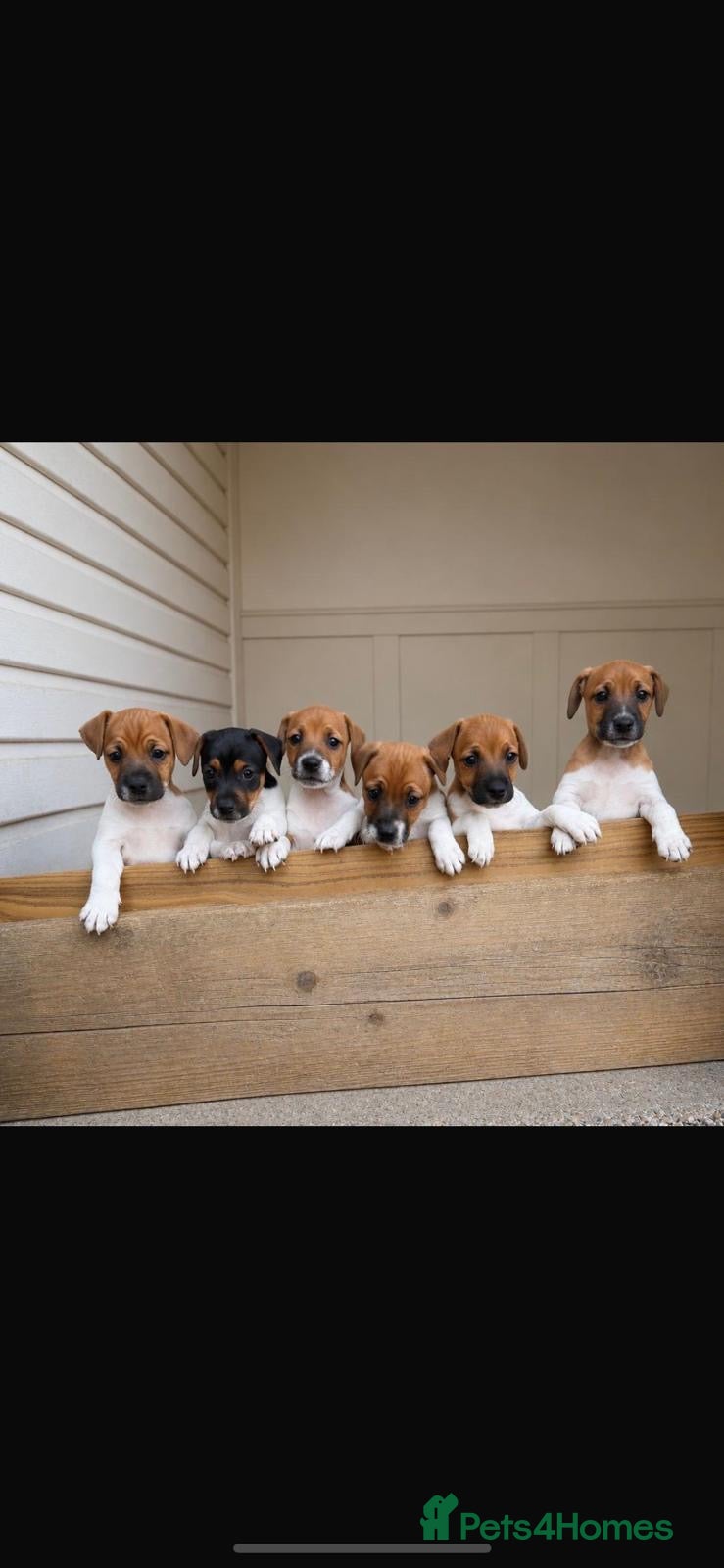 Plummer Terrier dogs Plummer terrier pups for sale - Advert 1