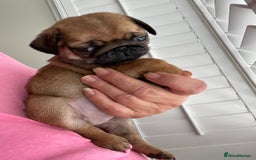 Pug dogs for sale:  Deep apricot multi champion pedigree pug puppies  in Bolton - Image 17