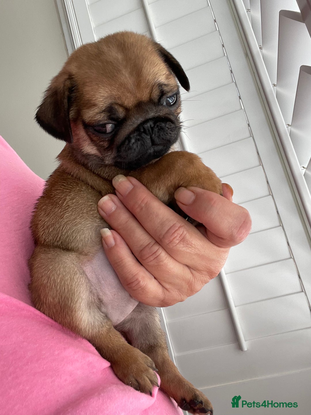 Pug dogs for sale:  Deep apricot multi champion pedigree pug puppies  in Bolton - Image 17