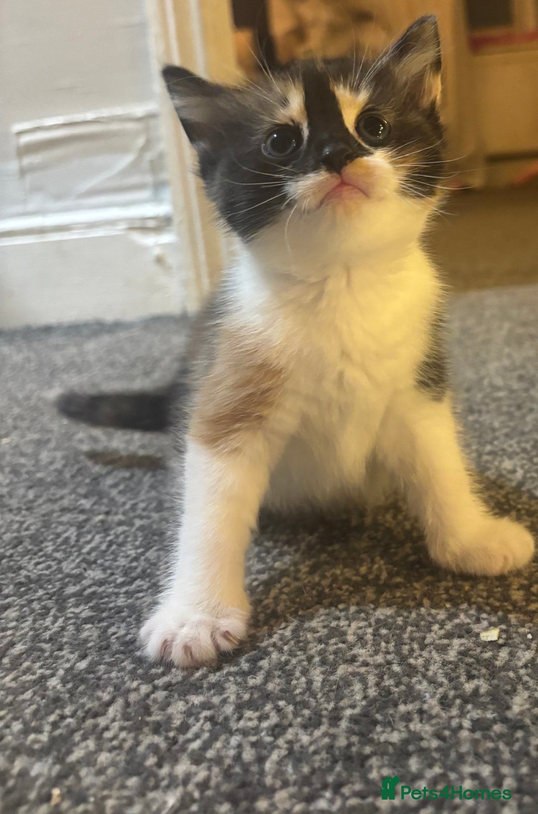 Mixed Breed cats for sale: Siamese kitties💕  - Advert 5