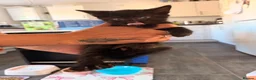 Ragdoll cats for sale: 4 beautiful ragdol x kittens  - Advert 9