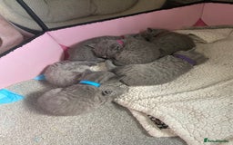 British Shorthair cats for sale: Stunning British Short Hair kitten GCCF/TICA - Image 20