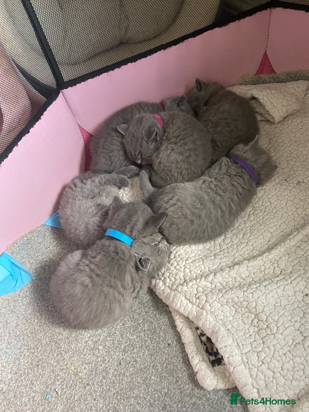 British Shorthair cats for sale: Stunning British Short Hair kitten GCCF/TICA - Image 20