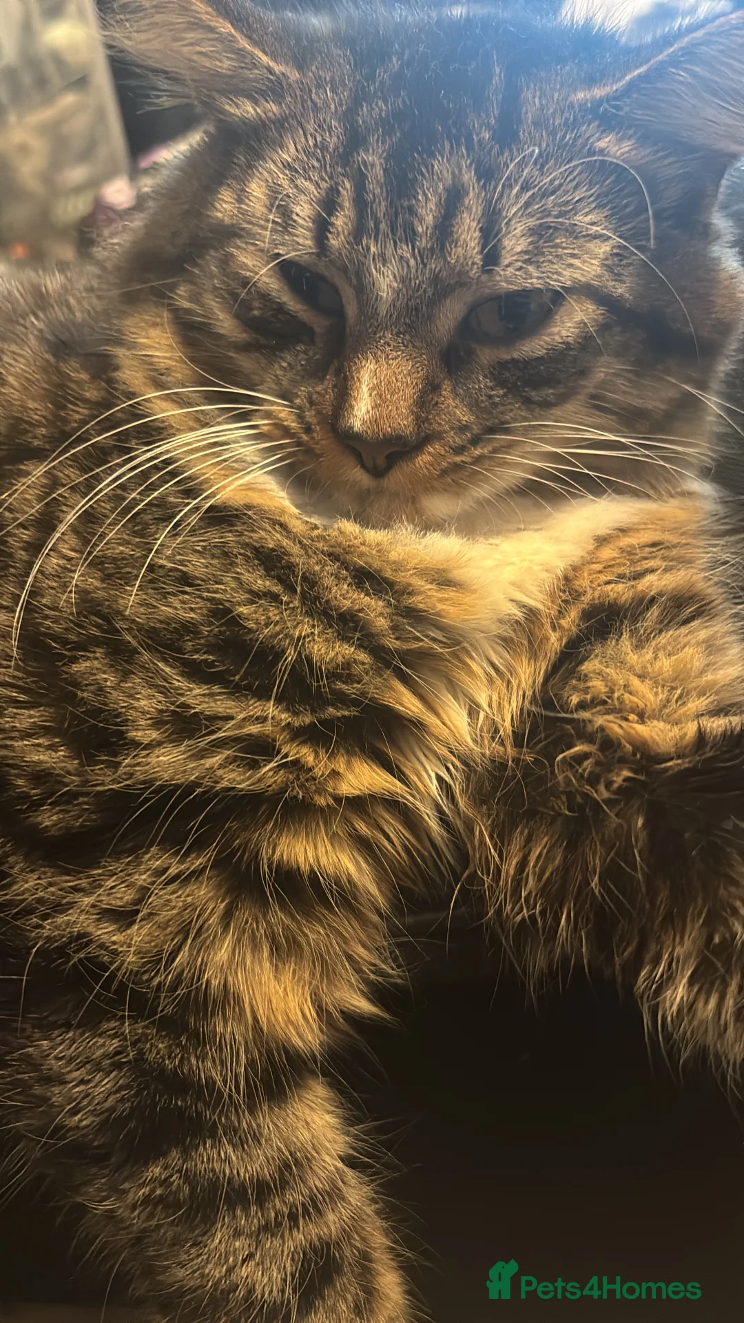 British Longhair cats for sale: Long hair tabby kittens ready to go - Advert 5