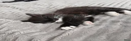 Mixed Breed cats for sale: 2 male domestic long hair tuxedo cats in Liverpool - Advert 2