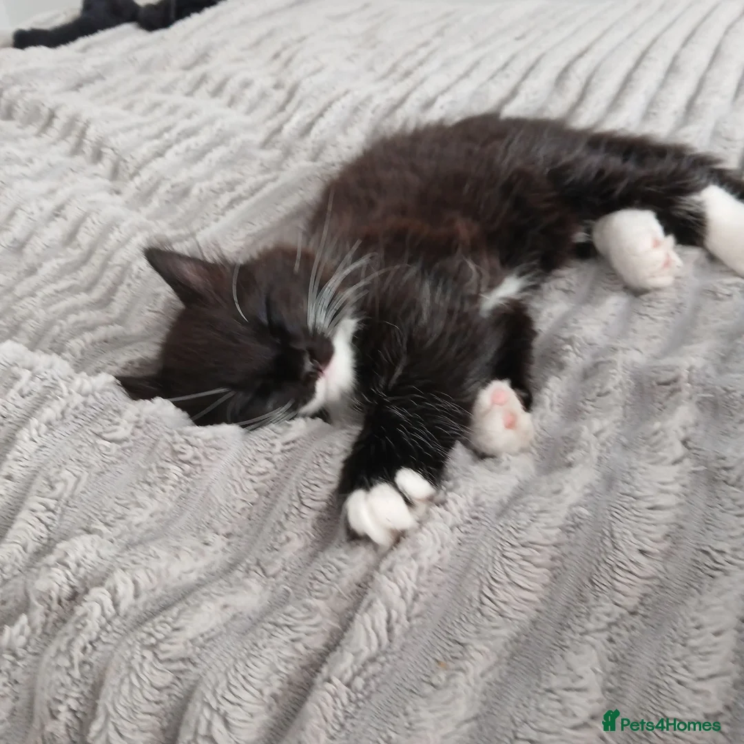 Mixed Breed cats for sale: 2 male domestic long hair tuxedo cats in Liverpool - Advert 2