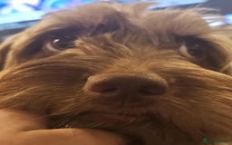 Cockapoo dogs for sale: Beautiful Chocolate and Merle F1 babies - Image 31