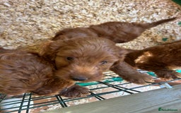 Cockapoo dogs for sale: 1 BOY LEFT! cockapoo F1b, PRA tested - Image 23