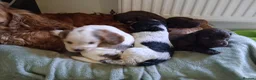 Cocker Spaniel dogs for sale: Beautiful KC Reg Show-Cocker Spaniel puppies  in Doncaster - Advert 27
