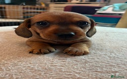 Dachshund dogs for sale: Dachshund puppies for sale - Image 9