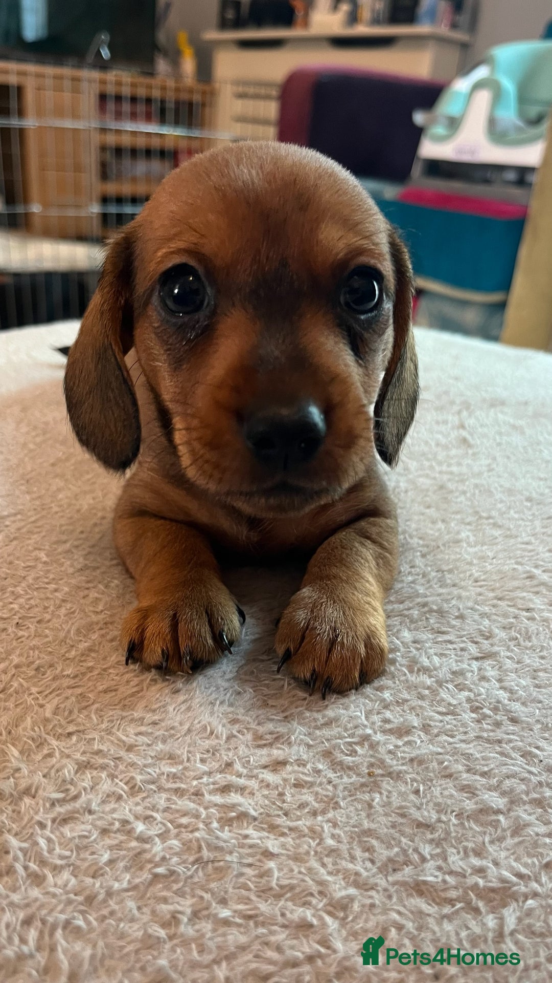 Dachshund dogs for sale: Dachshund puppies for sale - Image 9