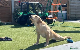 Goldador dogs for sale: Goldador girl  - Image 3