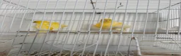 Canaries birds for sale: Beautiful Frilled Canaries – Pair with Cage - Advert 3