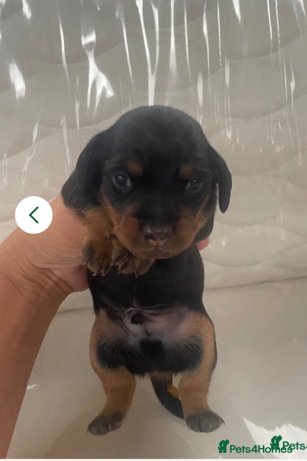 Dachshund dogs for sale: Dashound miniature puppies  - Advert 13