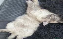 Ragdoll cats for sale: Coco and Willow Male Ragdolls - Advert 7