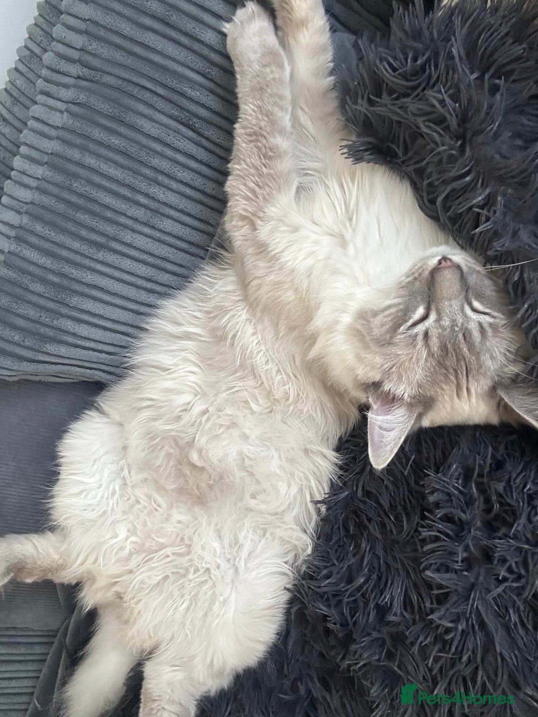 Ragdoll cats for sale: Coco and Willow Male Ragdolls - Advert 7