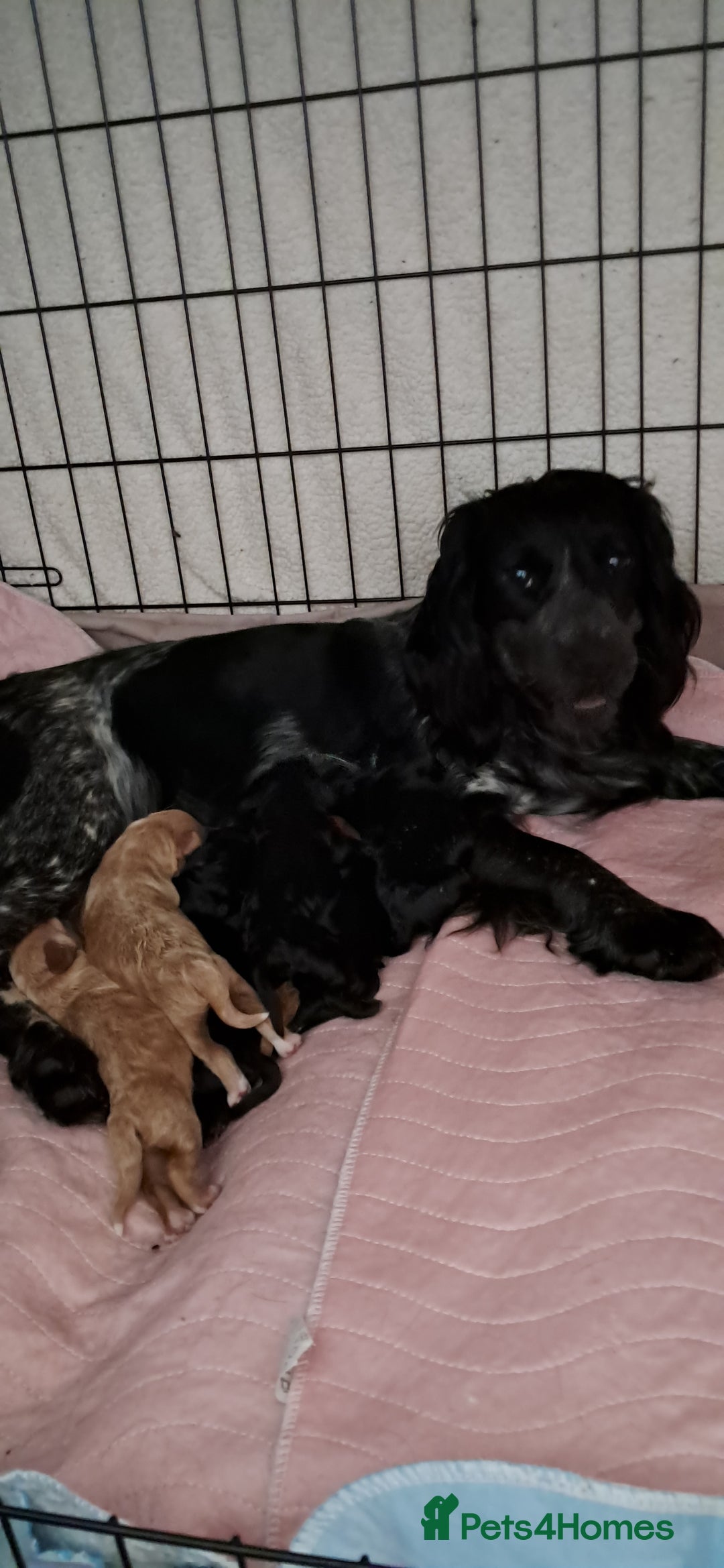 Cockapoo dogs for sale: F1 Cockerpoo's  - Image 1