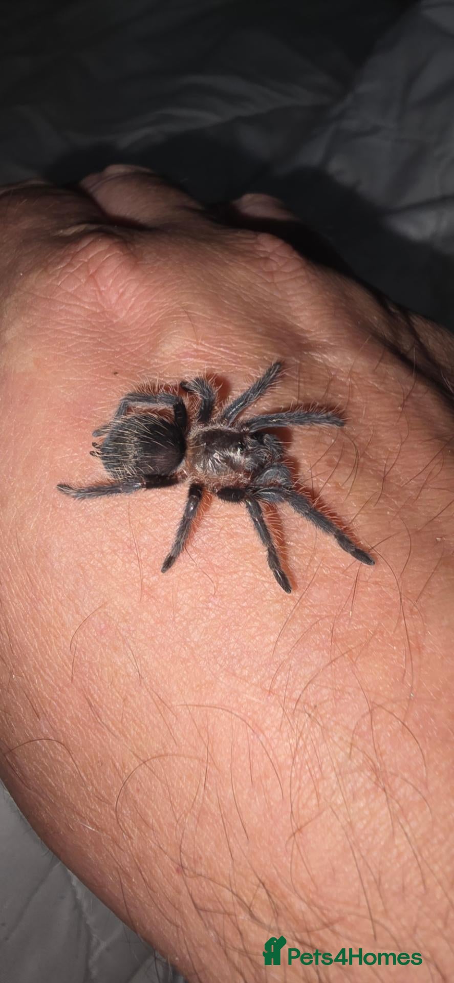 Tarantulas invertebrates X6 grown on sling curly hair tarantulas - Advert 16