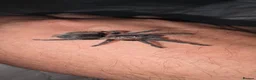 Tarantulas invertebrates for sale: X6 grown on sling curly hair tarantulas - Advert 1
