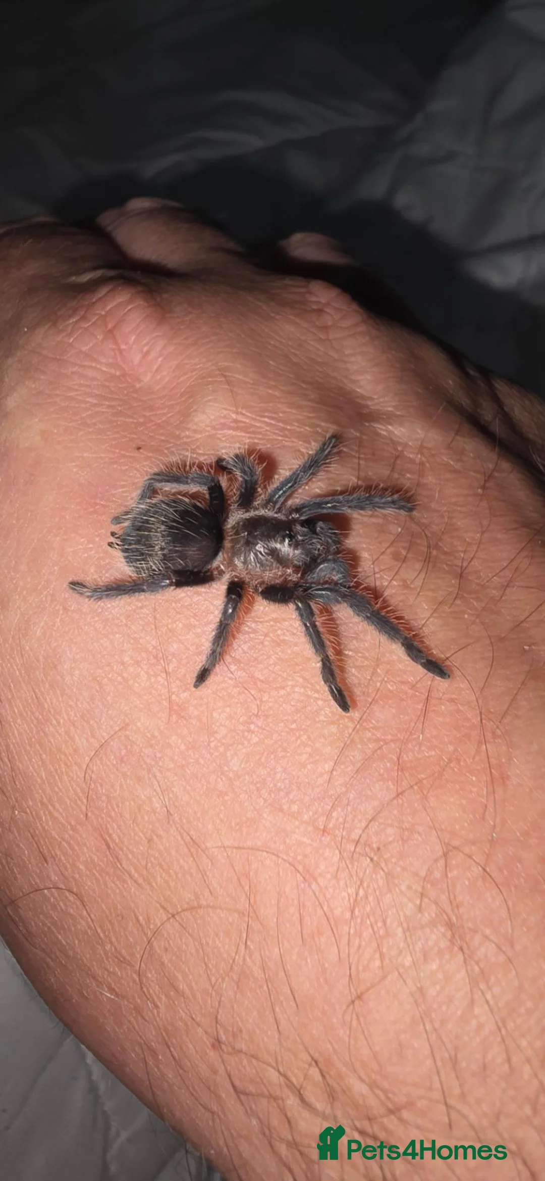 Tarantulas invertebrates for sale: X6 grown on sling curly hair tarantulas - Advert 1