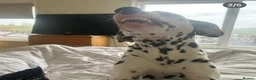 Dalmatian dogs for sale: Blue is looking for his second home *please read* in Lancaster - Advert 21