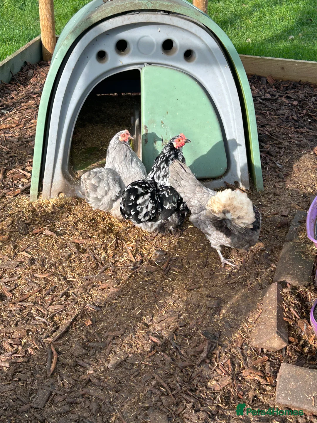 Chickens poultry for sale: Breeding group of mille fleur - Advert 2