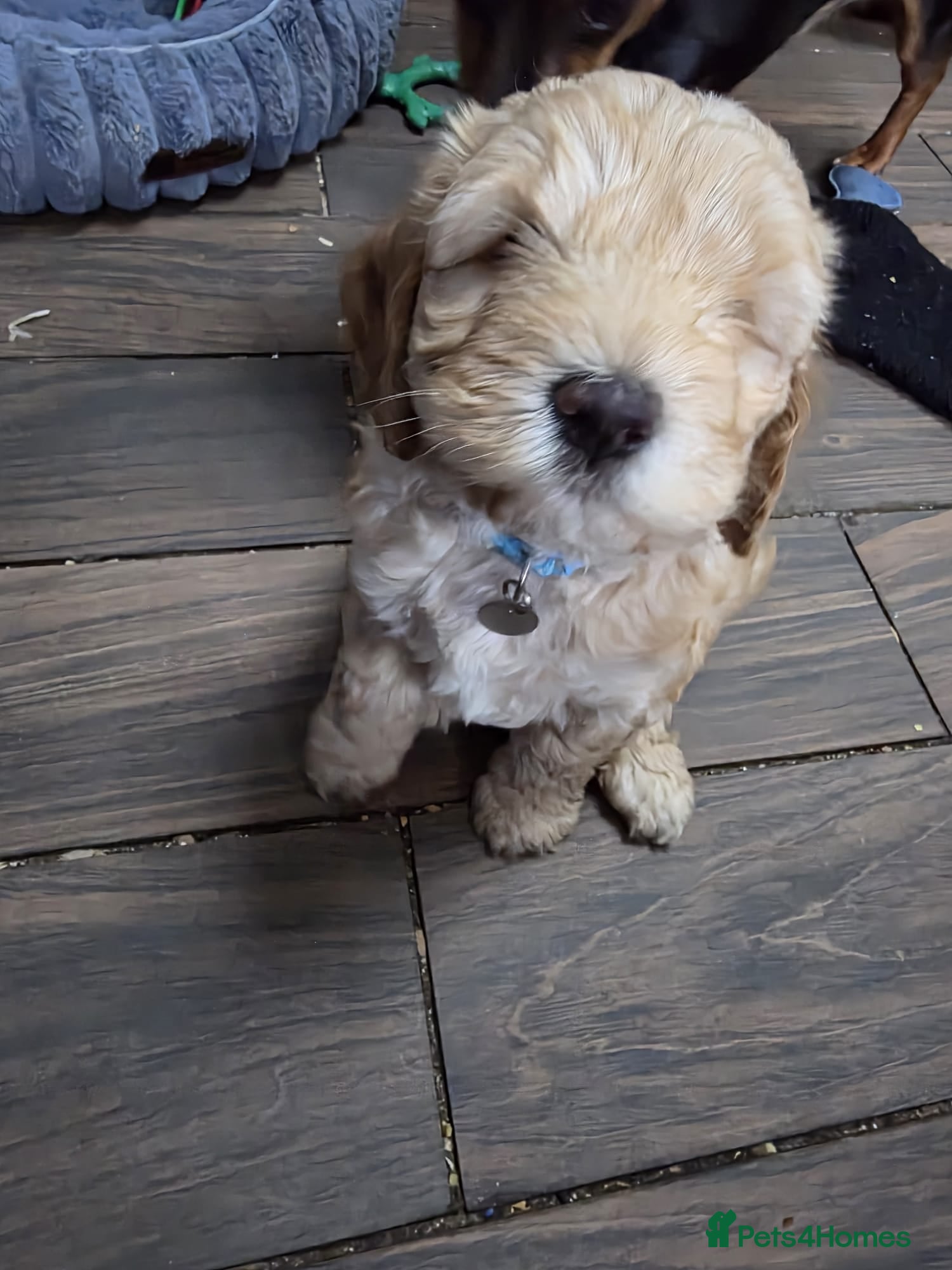 Cockapoo dogs for sale: Vet Health checked Cockapoo Puppies - Advert 14