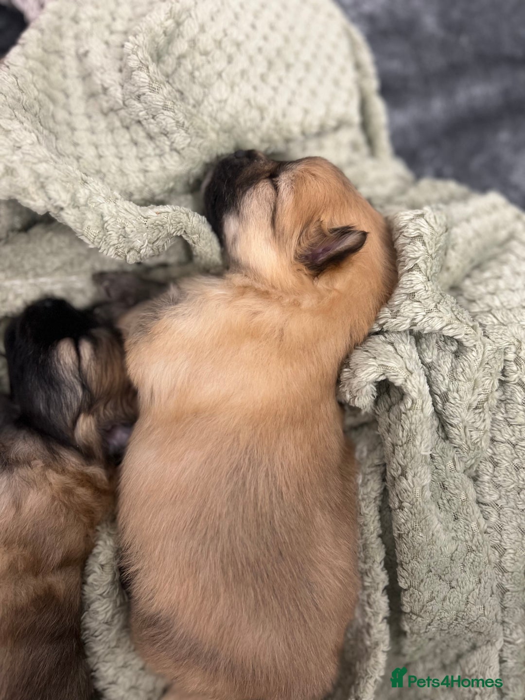 Pomeranian dogs for sale: READY 23RD December Pomeranian Puppy’s  - Advert 5