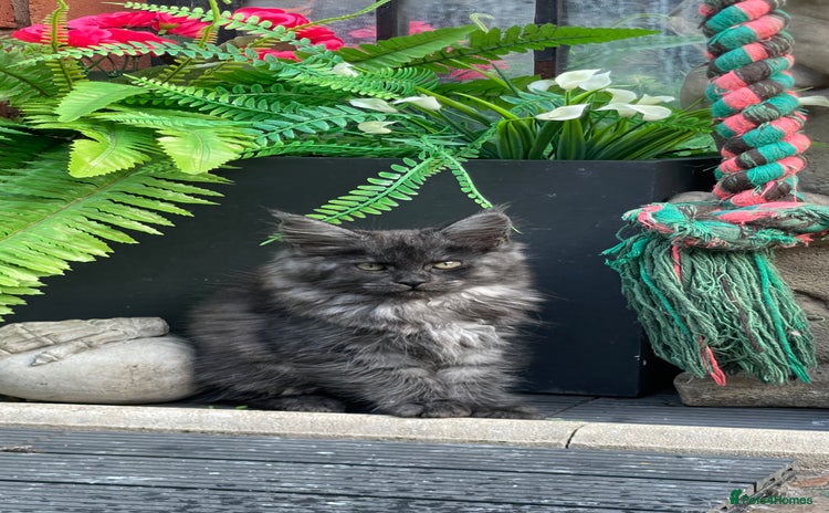 Maine Coon cats - Advert 10