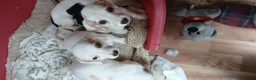 Jack Russell dogs for sale: Jack russell puppys - Advert 15