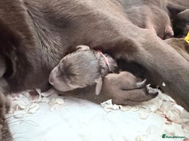 Labrador Retriever dogs - Advert 7