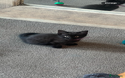 British Shorthair cats for sale: 2 kittens male black & white. Female black £100  - Image 8
