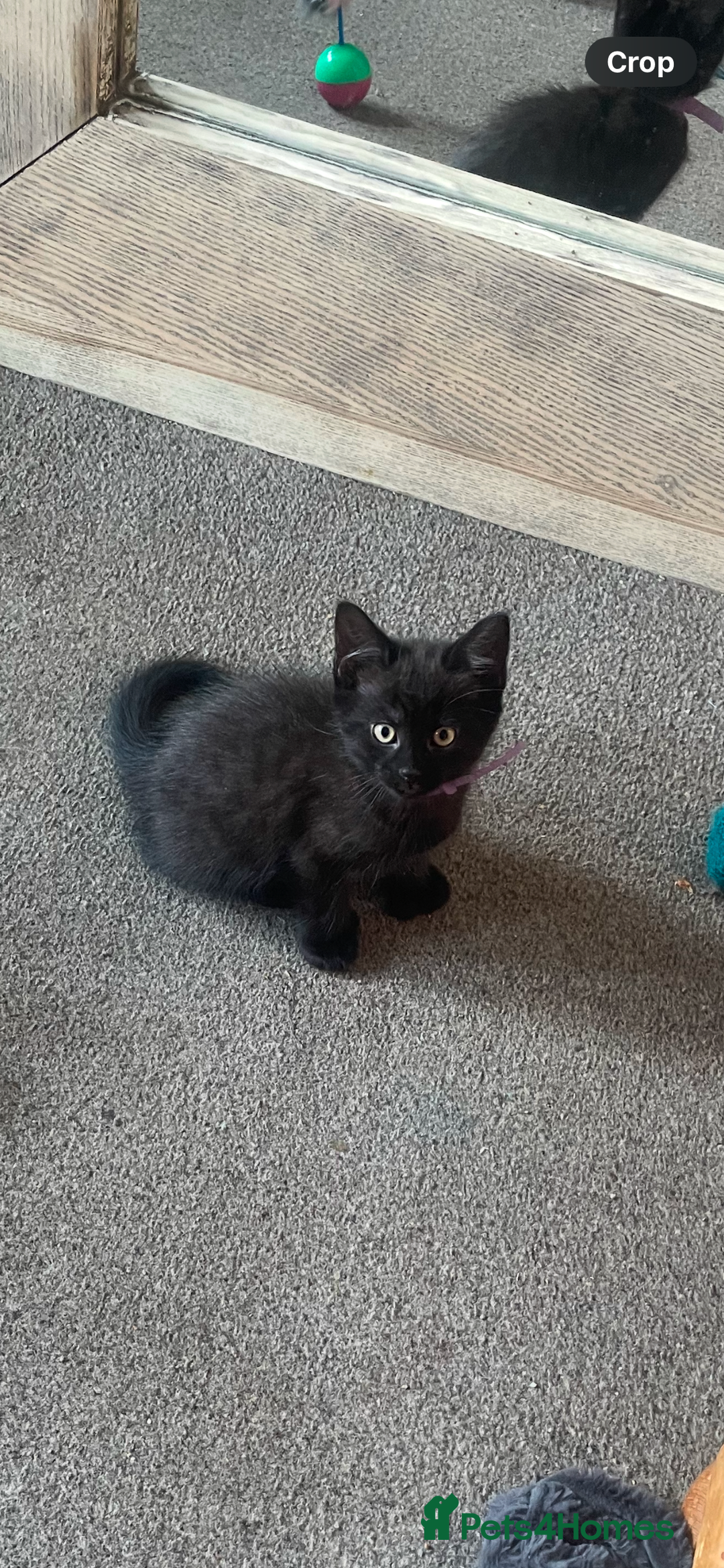 British Shorthair cats for sale: 2 kittens male black & white. Female black £100  - Image 8