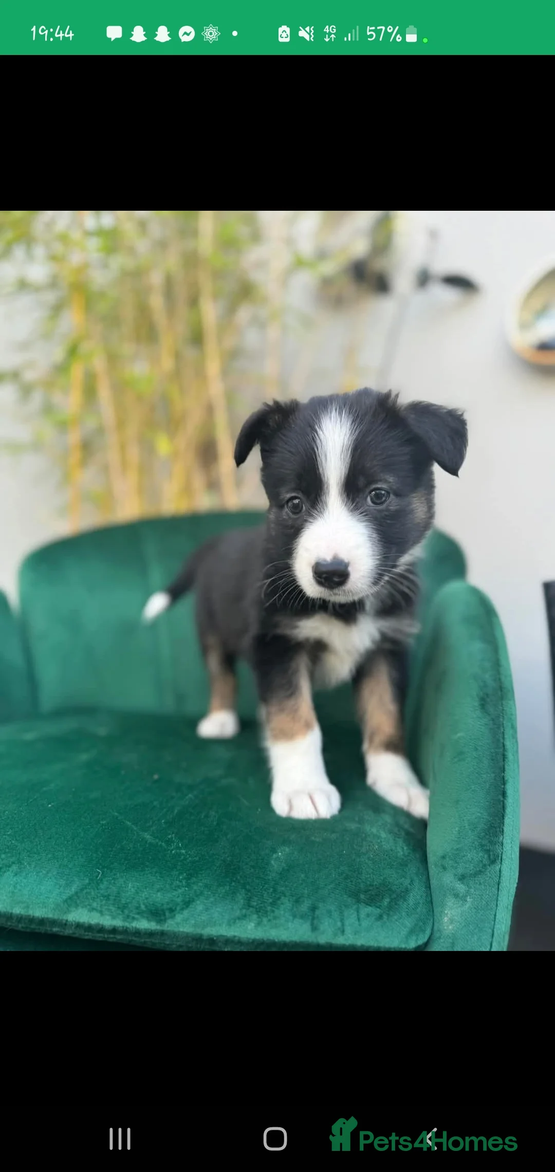 Border Collie dogs for stud: Proven pure bred tri coloured merle collie stud in Fakenham - Advert 21