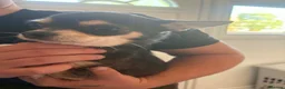 Chihuahua dogs for sale: 3 beautiful tiny chiuahua puppies  in Coventry - Advert 2