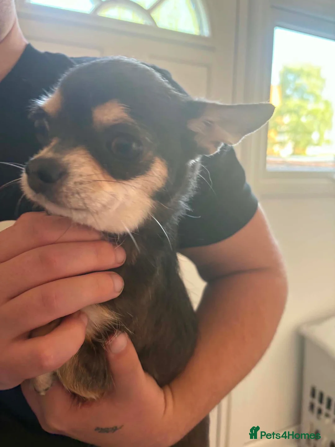 Chihuahua dogs for sale: 3 beautiful tiny chiuahua puppies  in Coventry - Advert 2