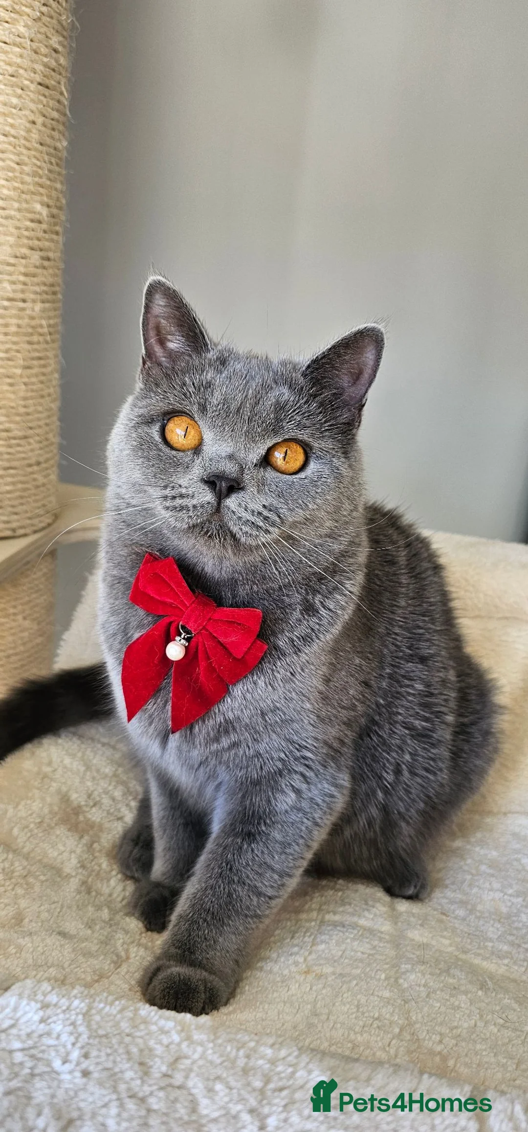 British Shorthair cats for sale: ✨️READY NOW🚗FREE DELIVERY! - Advert 2