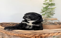 Australian Labradoodle dogs for sale: Australian labradoodle** READY TO GO** - Image 18