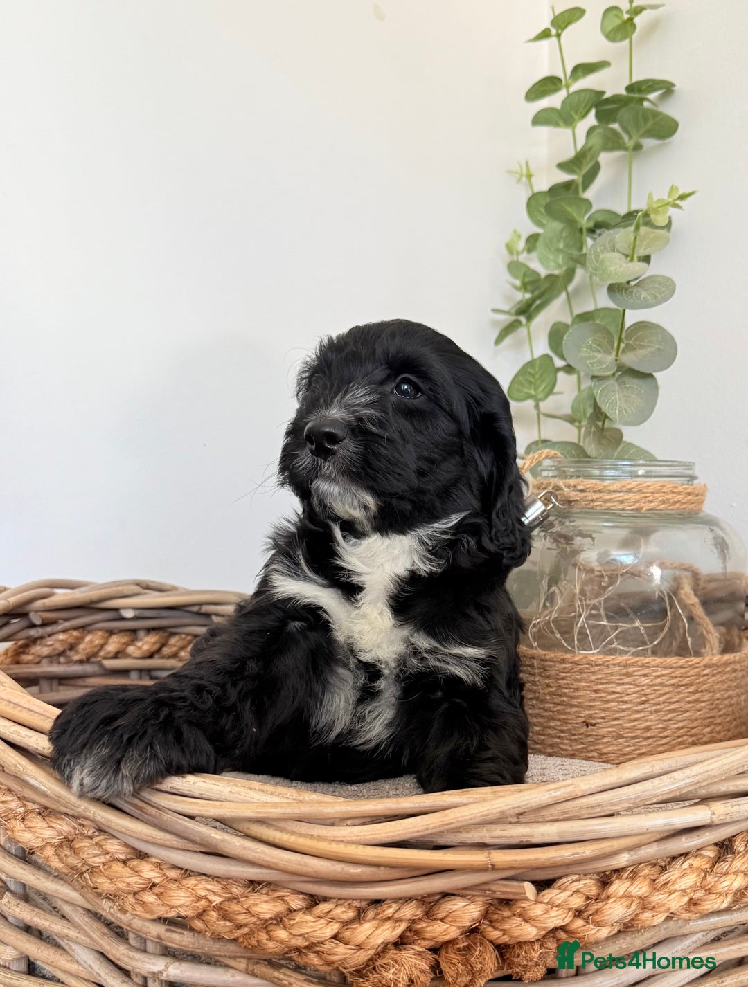 Australian Labradoodle dogs for sale: Australian labradoodle** READY TO GO** - Image 18