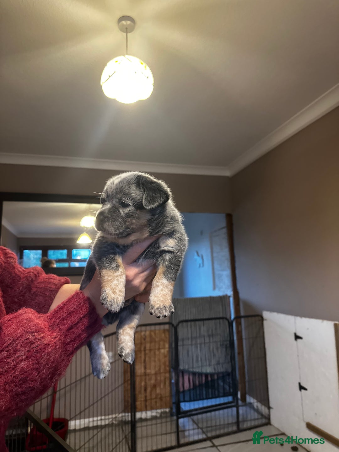 Australian Cattle Dog dogs for sale: Absolutely stunning litter!! - Advert 22