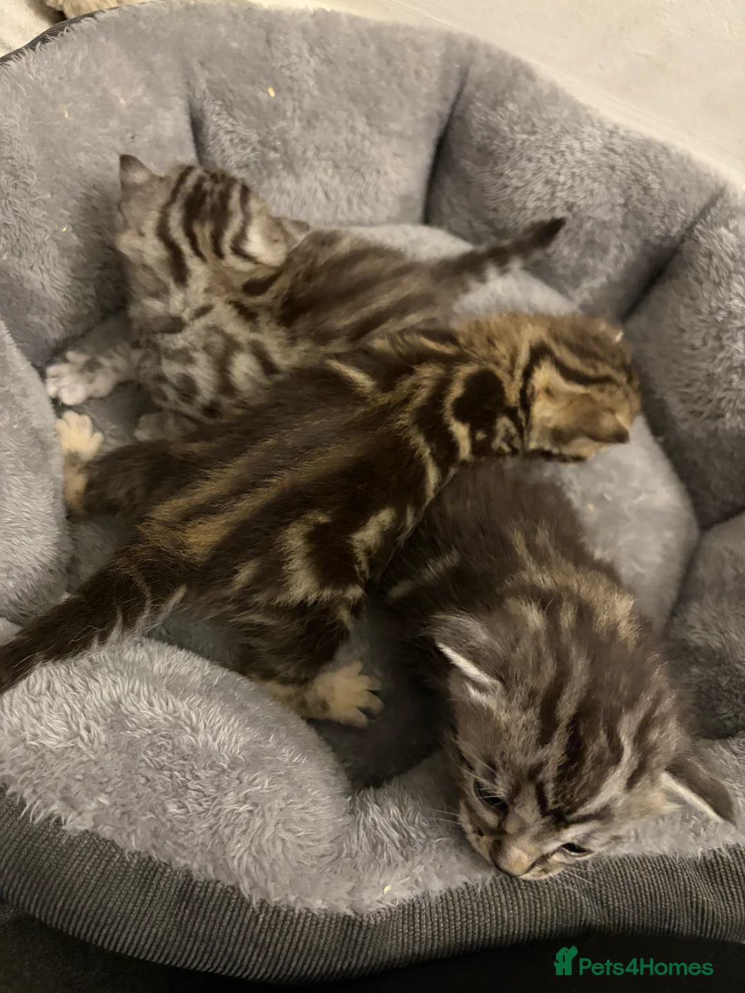 Bengal cats for sale: 3 beautiful kittens  - Advert 13