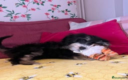 Cockapoo dogs for sale: Beautiful Cockapoo - Image 3
